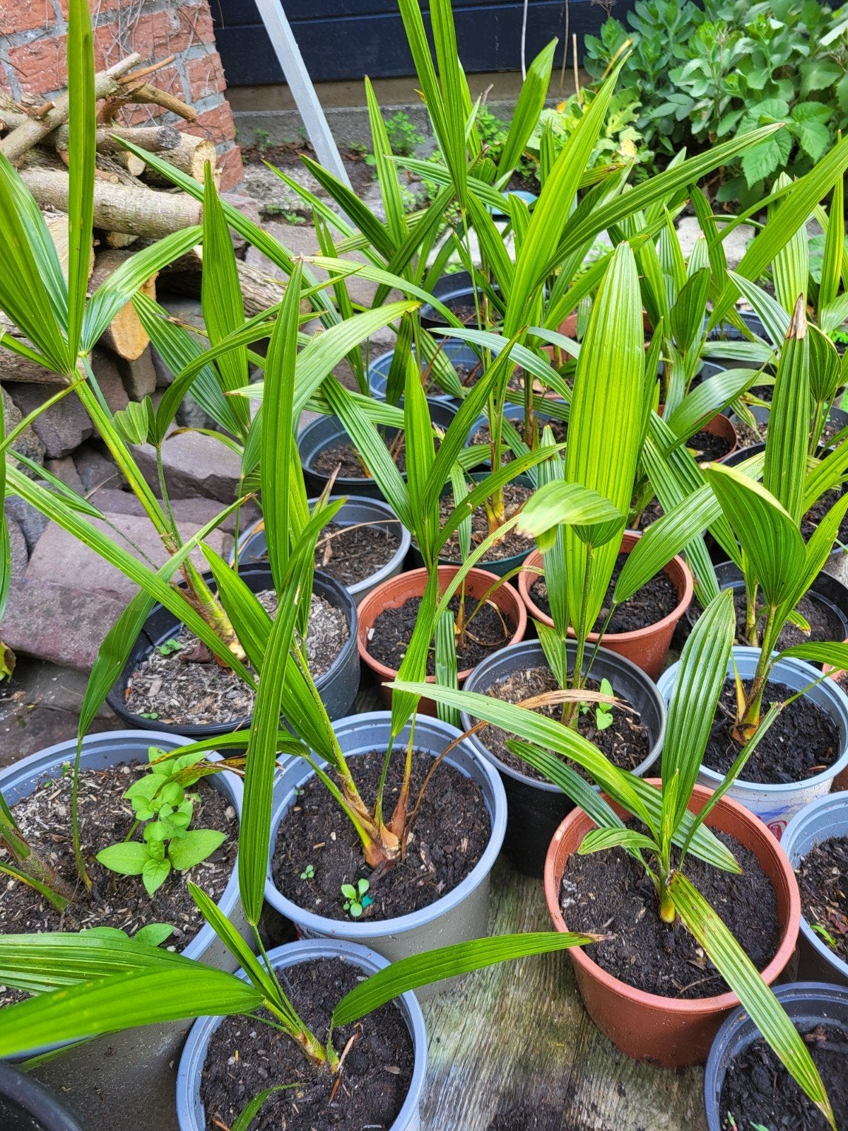 Palmboompjes, Ophalen of Verzenden, Overige soorten, Volle zon