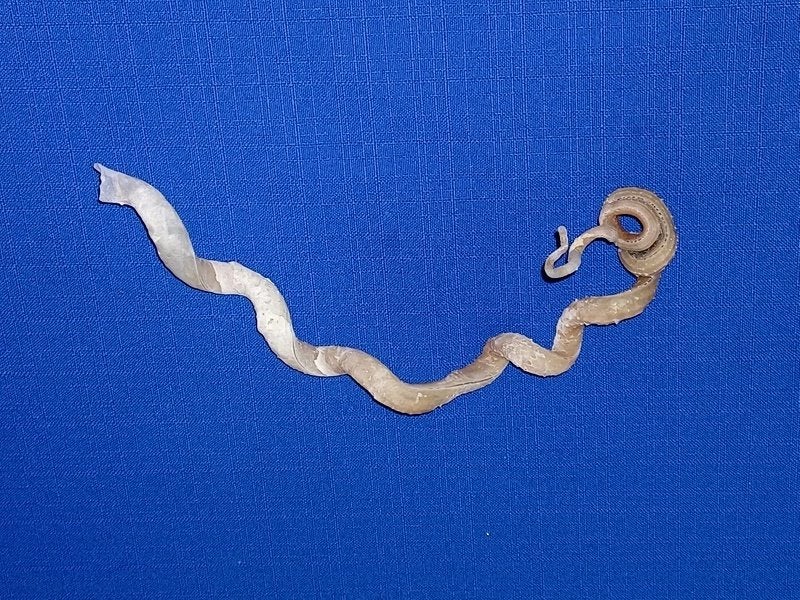 Schelpen, Tenagodus anguinus, Ophalen of Verzenden, Schelp(en)