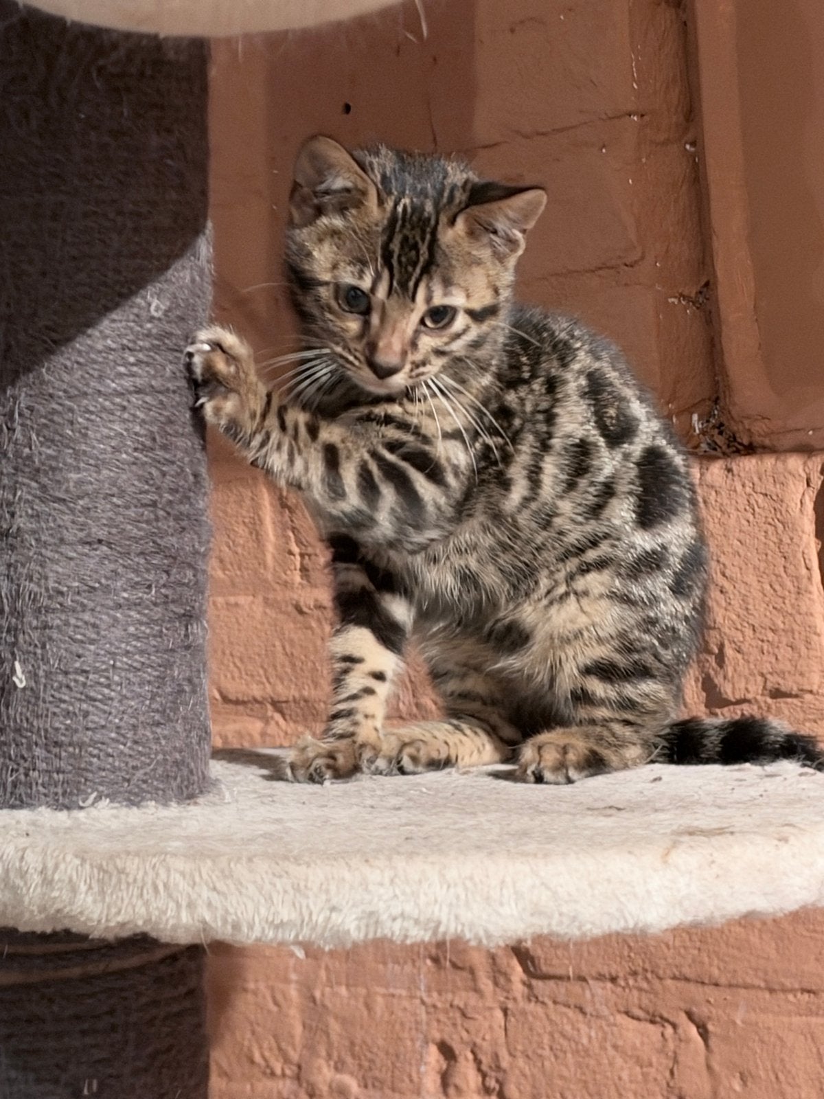 Bengaal, met EU paspoort,stamboom laatste kitten deze nest., Dieren en Toebehoren, Meerdere dieren, Gechipt