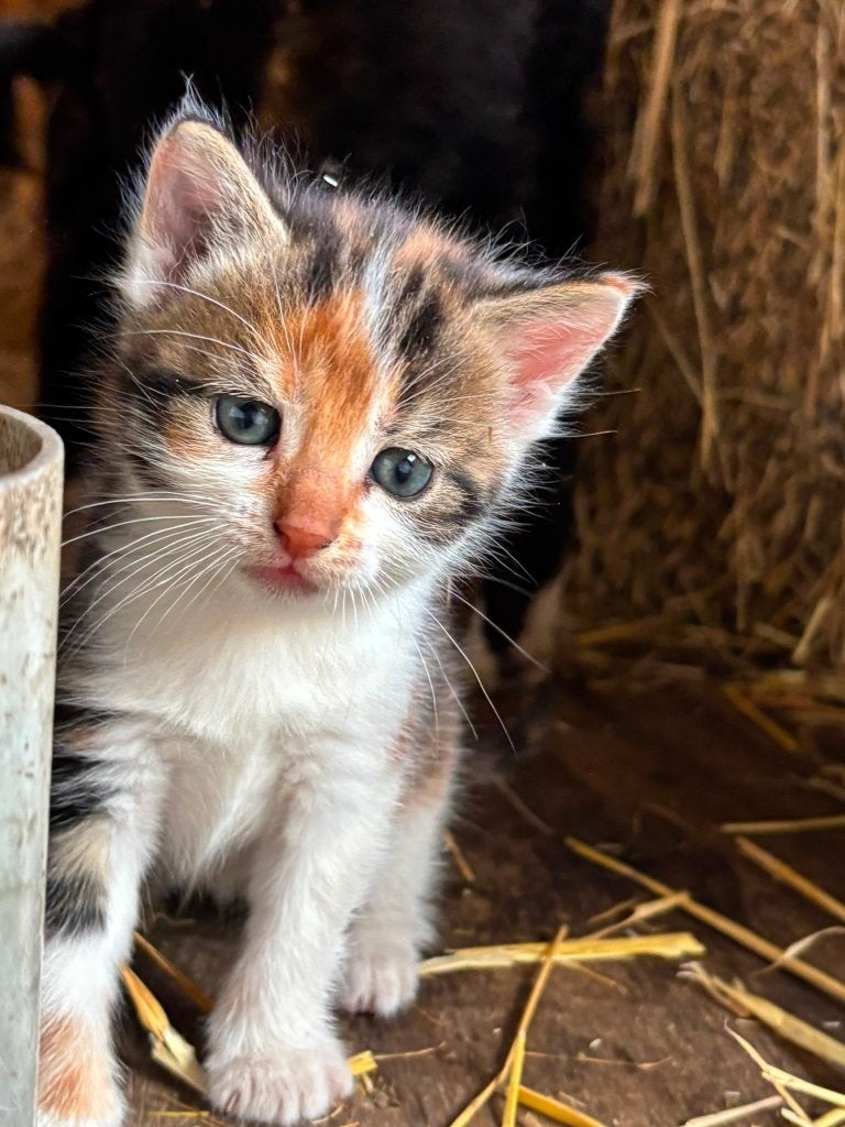 Lapjes /driekleurig poesje, Meerdere dieren, Kortharig, 0 tot 2 jaar