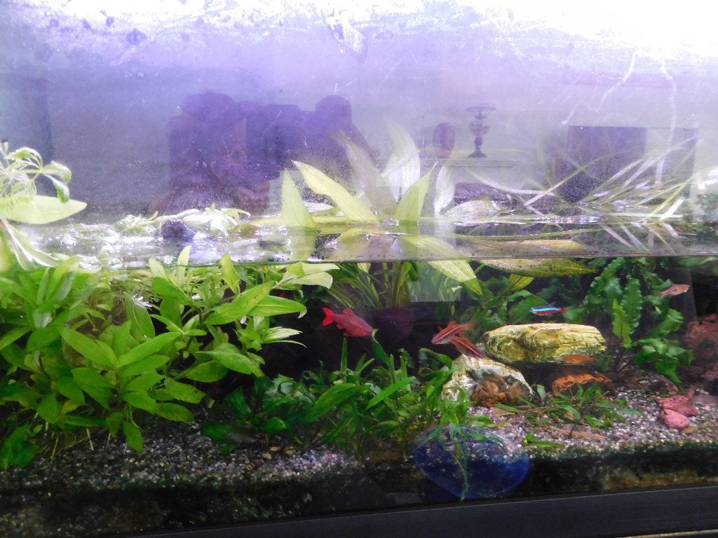 gratis subtropische vissen en planten, Vis, Zoetwatervis