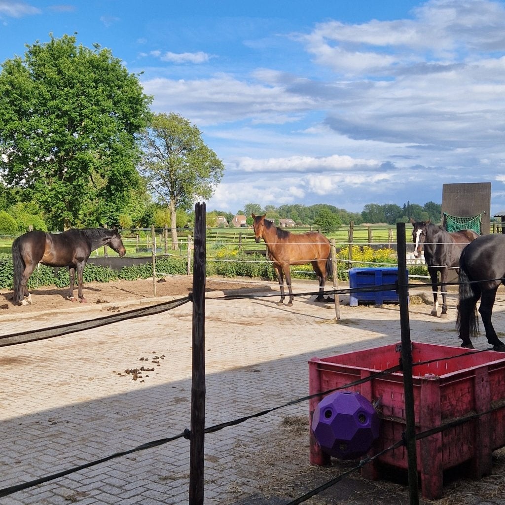 Paardenstal te huur, Dieren en Toebehoren, Stalling, 2 of 3 paarden of pony's