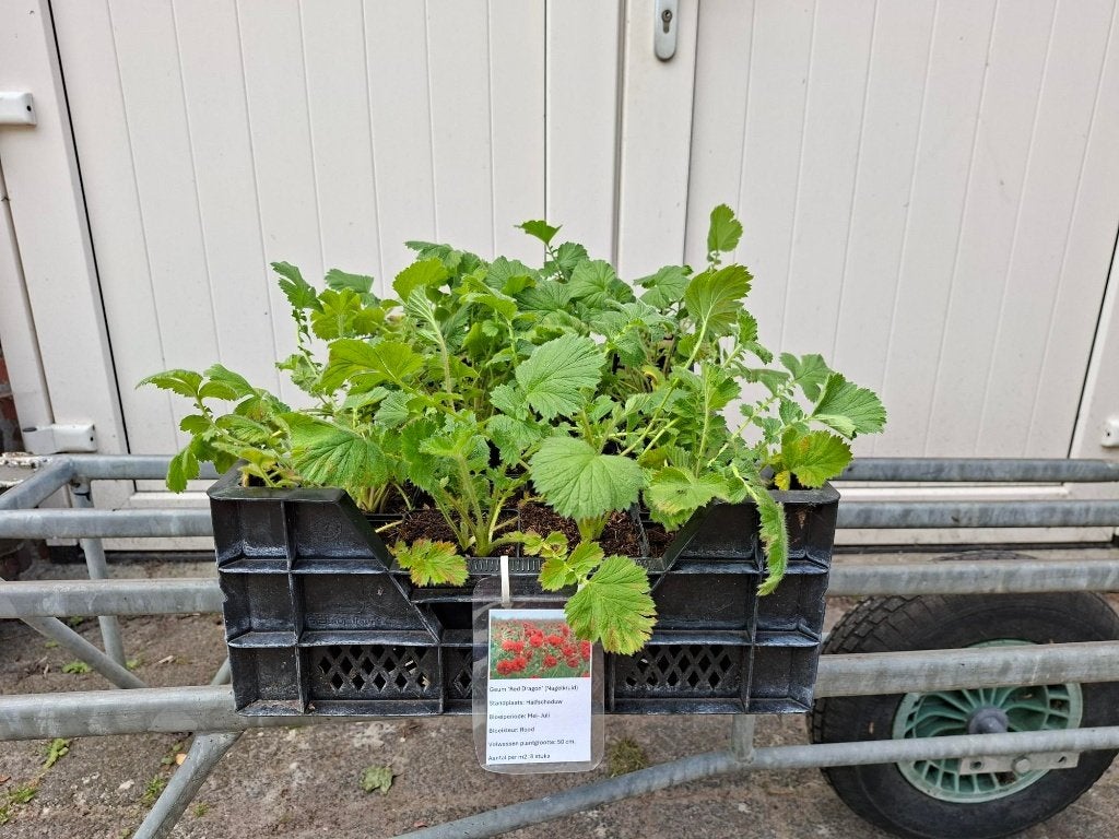 Mooie Geum 'Red Dragon' (Nagelkruid) in pot!, Ophalen, Overige soorten, Volle zon