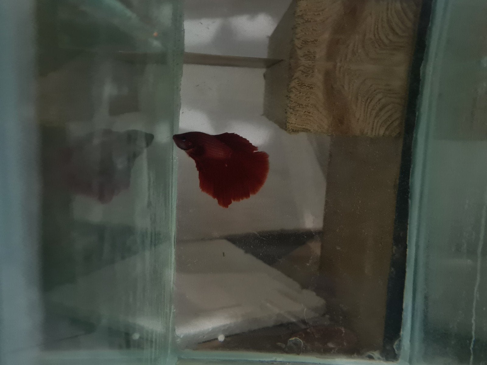 Betta splendens super delta kempvis man, Vis, Zoetwatervis