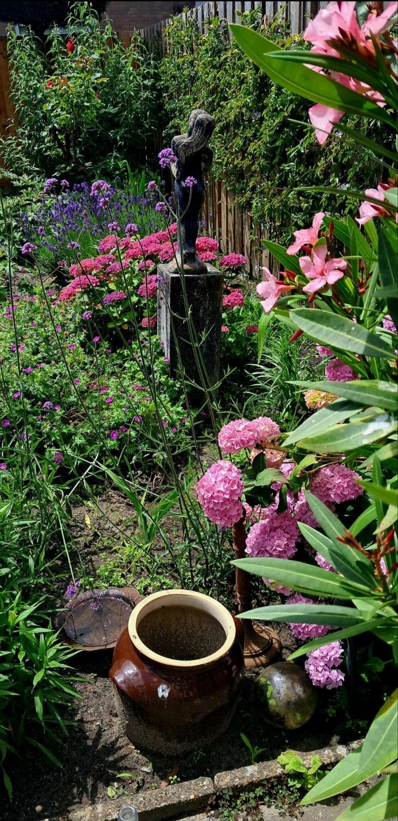 Hortensia-struik., Ophalen of Verzenden, Vaste plant, Overige soorten, Halfschaduw