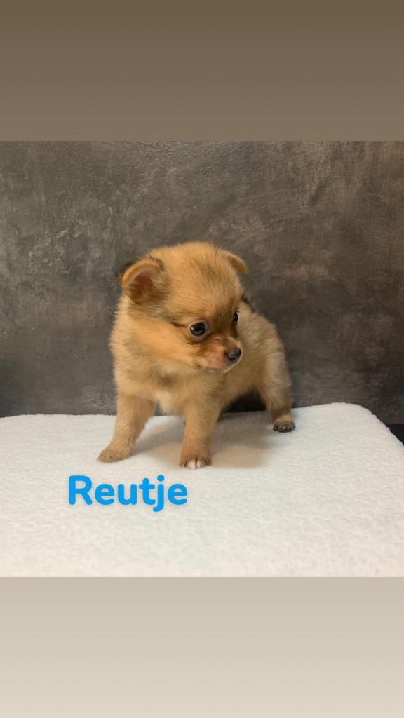Puppy 'Pomchi ', Overige rassen, 8 tot 15 weken, Meerdere, Meerdere dieren