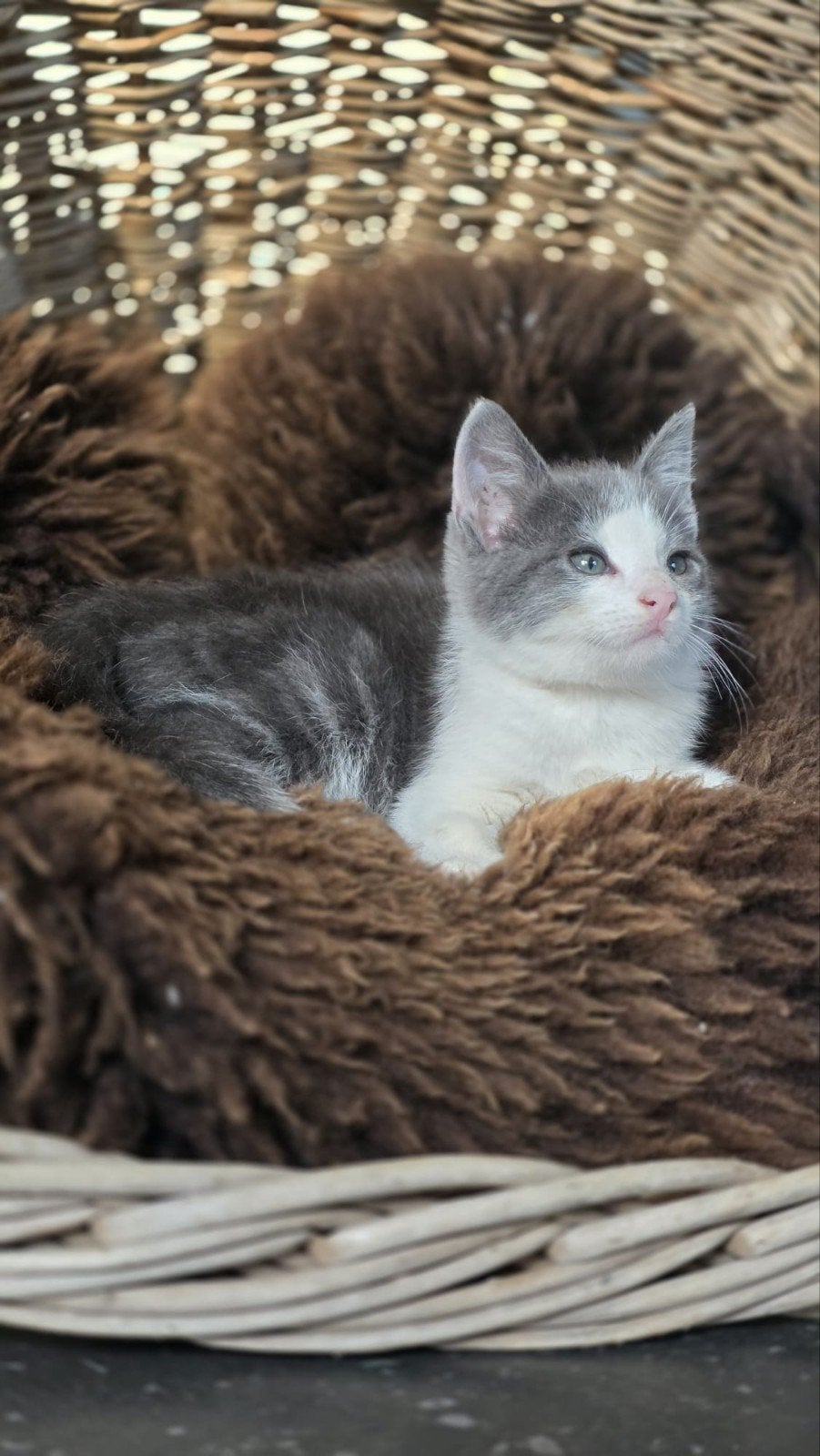 Lieve, schattige blauwgrijze kittens., Dieren en Toebehoren, Meerdere dieren, Kortharig, 0 tot 2 jaar