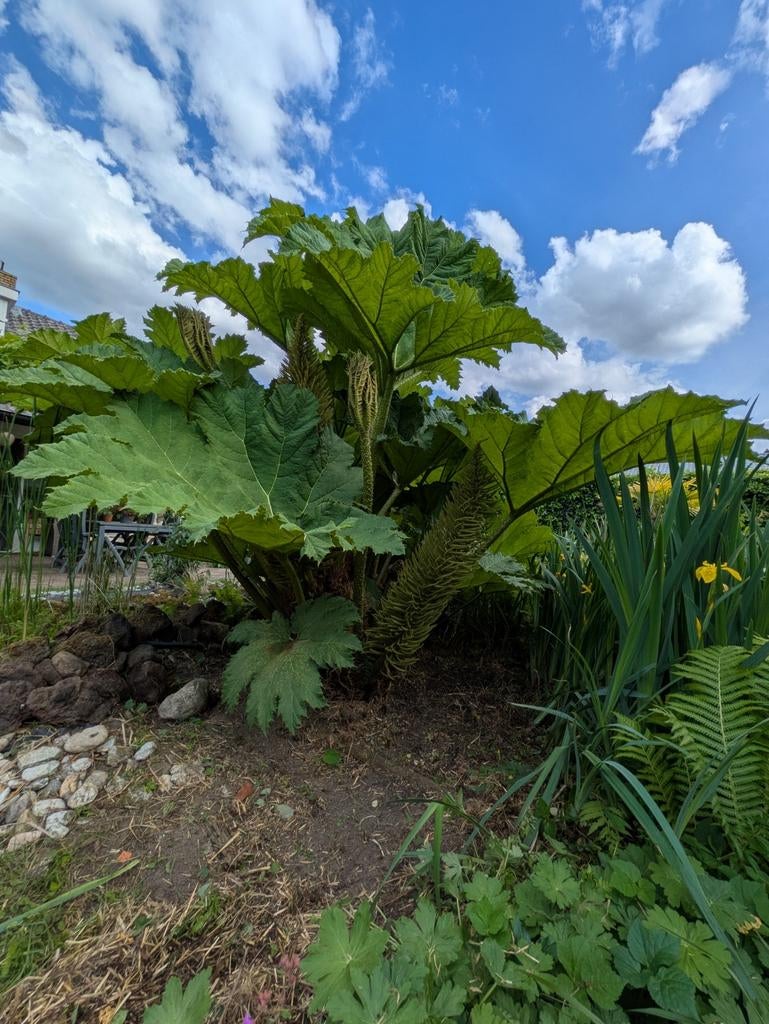 Gunnera manicata - Reuzenrabarber, Tuin en Terras, Planten | Tuinplanten, Ophalen, Overige soorten, Volle zon