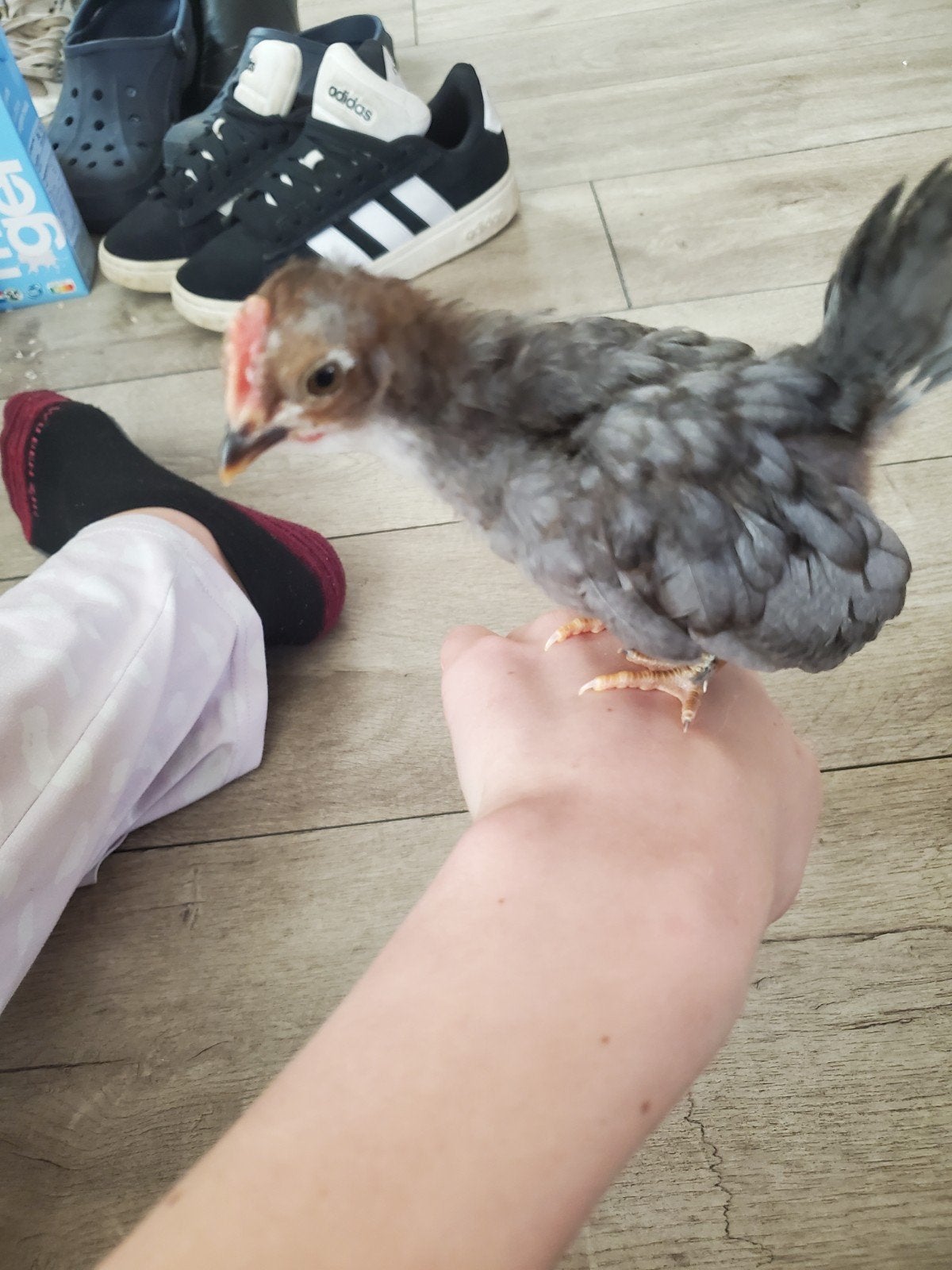 serama haantje 6 weken ruilen tegen hen, Dieren en Toebehoren, Mannelijk, Kip