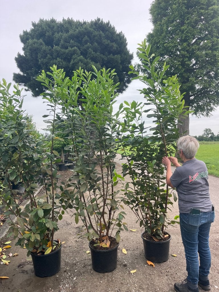 Haag Laurier, Prunus Novita in 2 grote maten, Ophalen, Laurier, Haag, 100 tot 250 cm