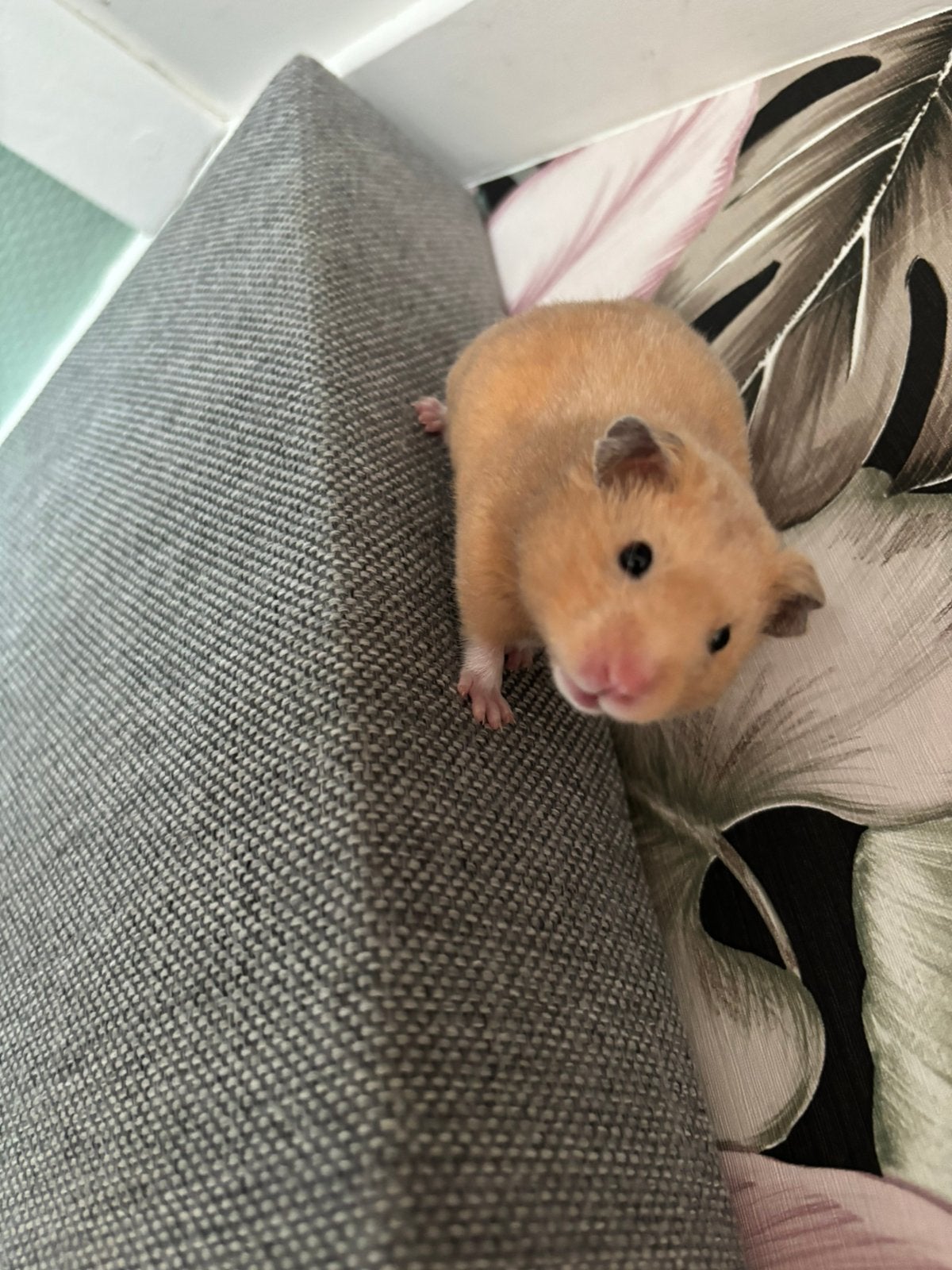Hamster, Hamster, Vrouwelijk, Mei, Tam