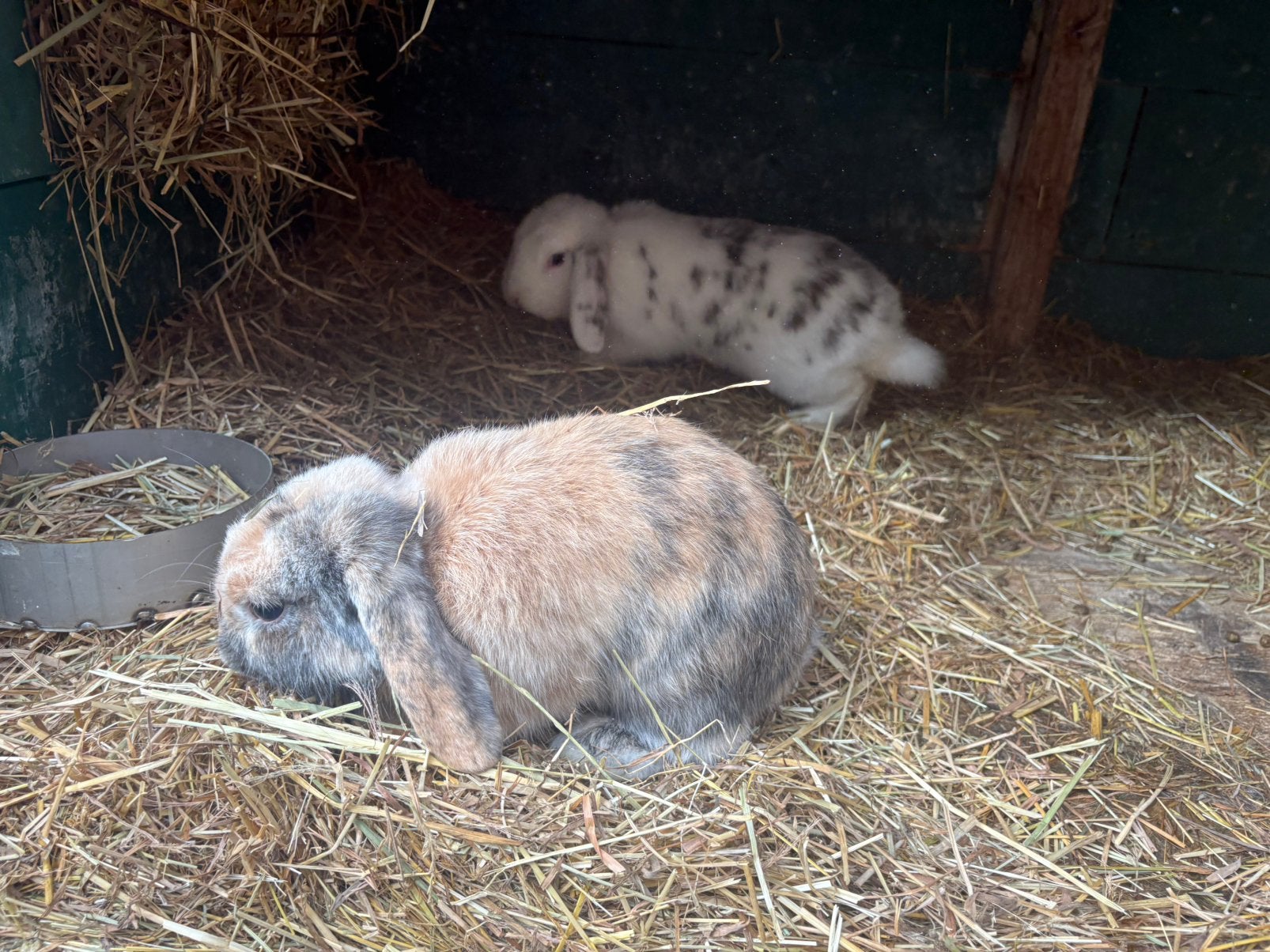 Lief koppeltje Nederlands Hangoor Dwerg konijnen te koop, Dieren en Toebehoren, Meerdere dieren, Dwerg, Hangoor