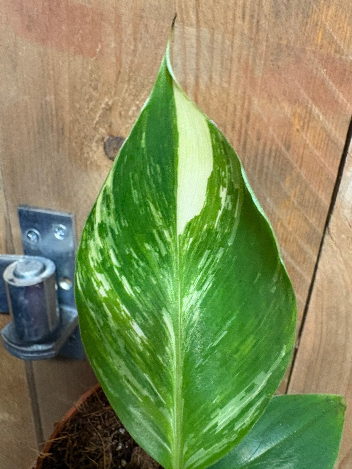 Musa cavedisch cavendish variegata plant albo white wit mint, Ophalen of Verzenden, Halfschaduw, Minder dan 100 cm