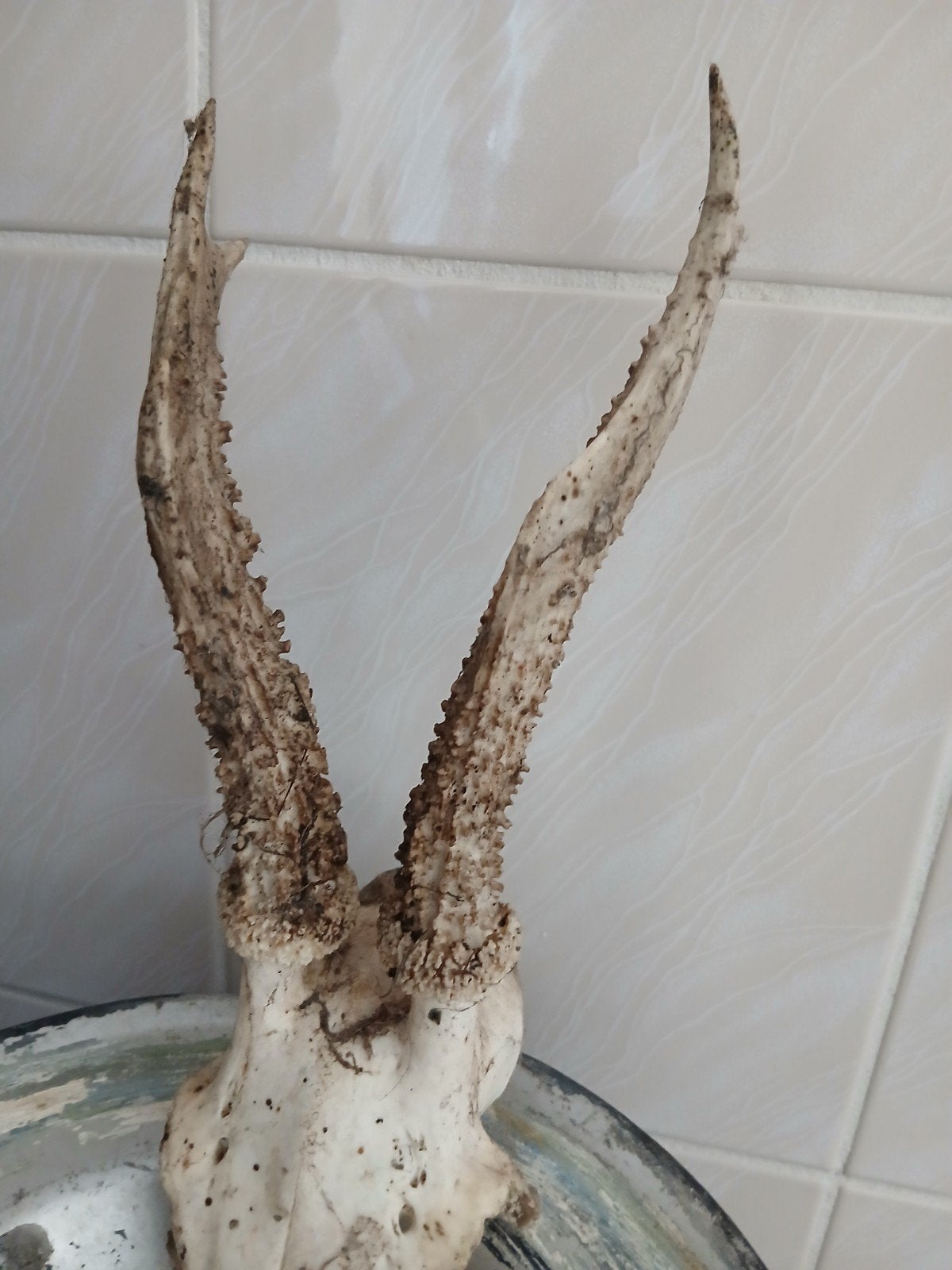 Mooi gewei voor verzameling - Decoratief en uniek, Ophalen of Verzenden, Gebruikt