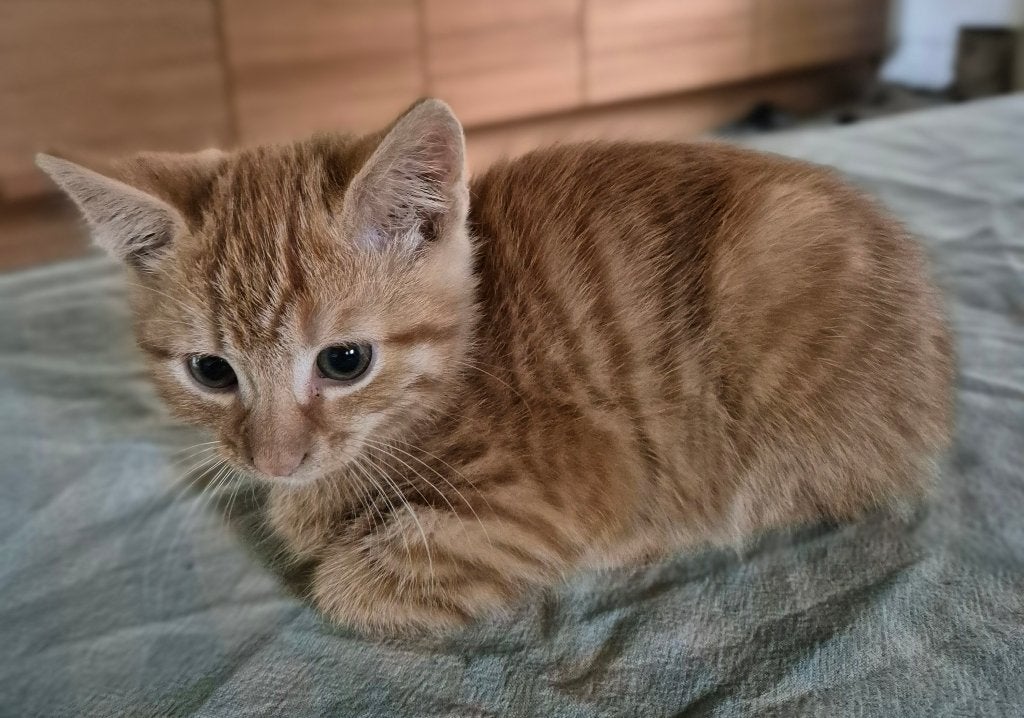 Lieve mooie kittens, Meerdere dieren, Kortharig, 0 tot 2 jaar