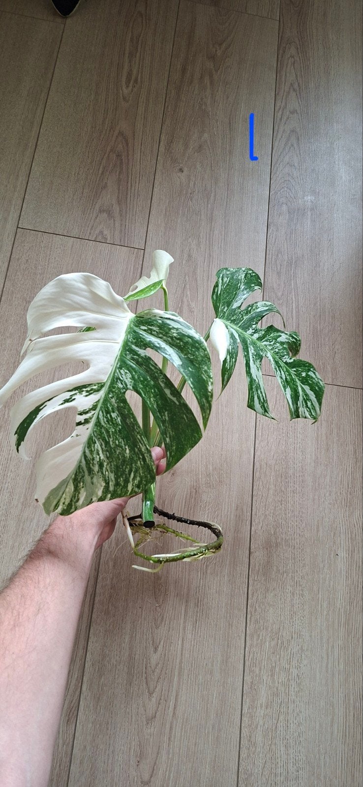 Monstera Variegata stekken - Goed geworteld!, Overige soorten, Minder dan 100 cm, Groene kamerplant, Halfschaduw
