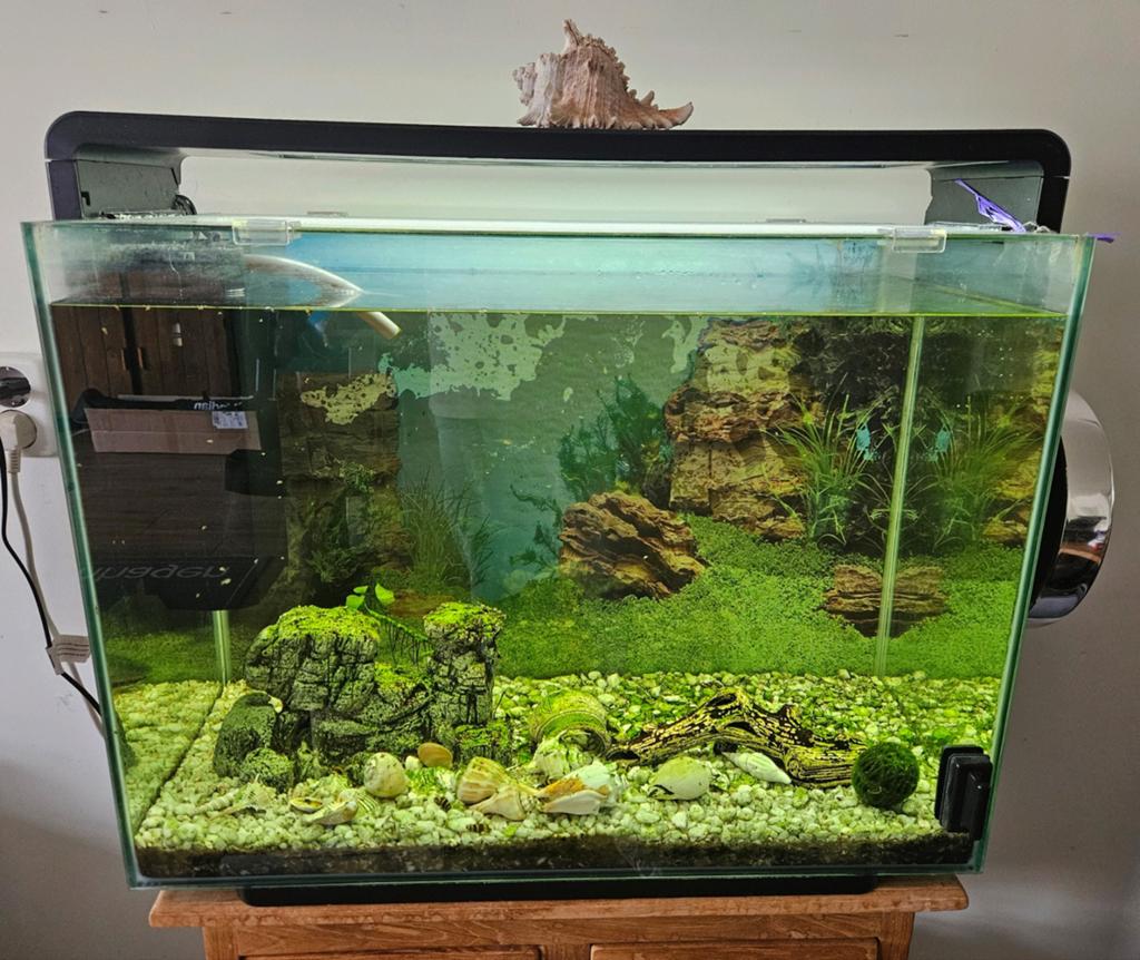 Aquarium Superfish Home 80, Ophalen, Gebruikt, Gevuld zoetwateraquarium, Inclusief vissen