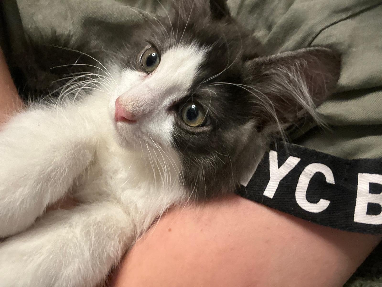 Kittens mainecoon  ragdoll, Meerdere dieren