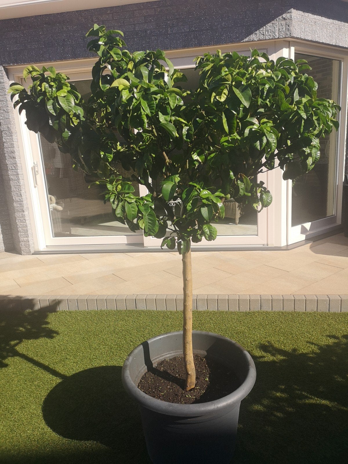 mandarijnboom met krulbladeren, Tuin en Terras, Ophalen of Verzenden