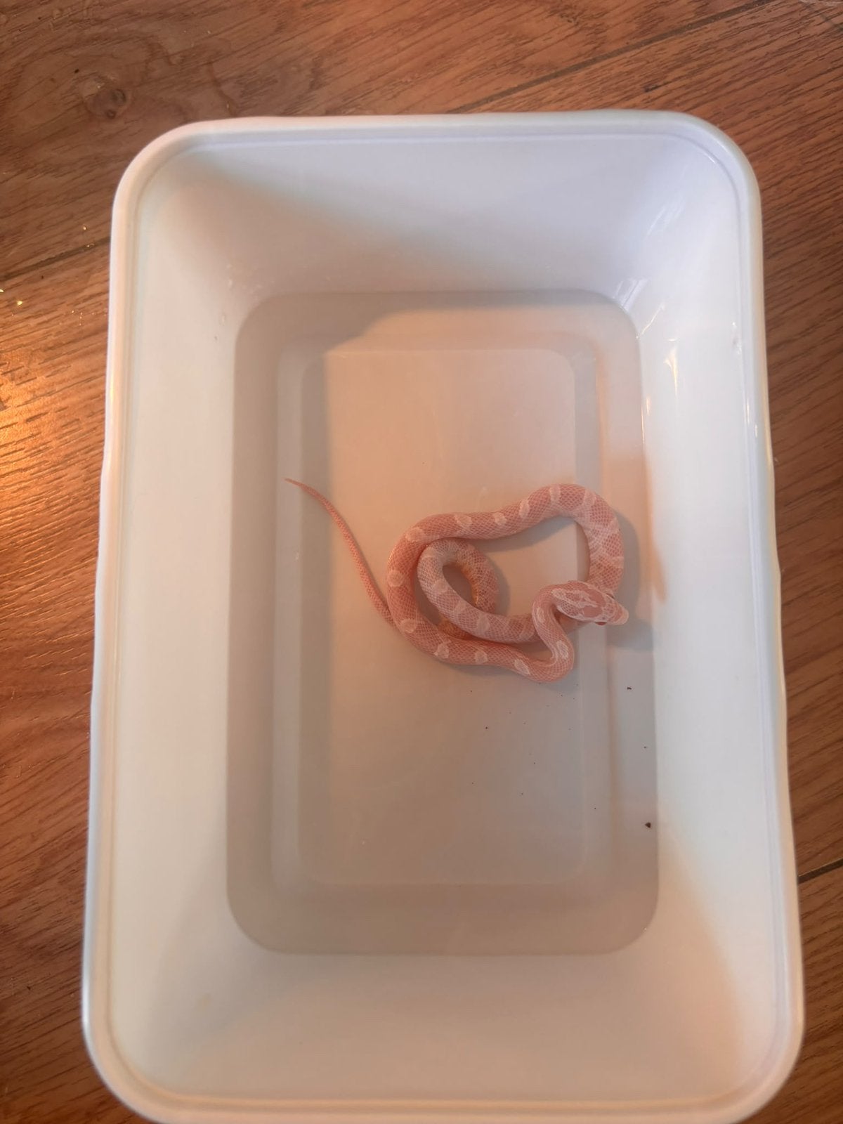 Jonge rattenslangen te koop. Mogen  al verhuizen Rat Snake photo 2