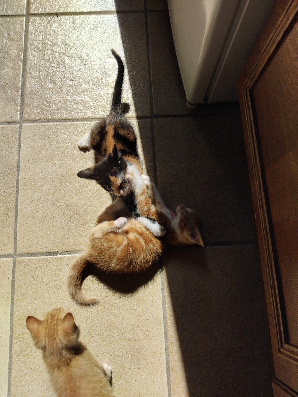 Lieve kittens zoeken een huisje