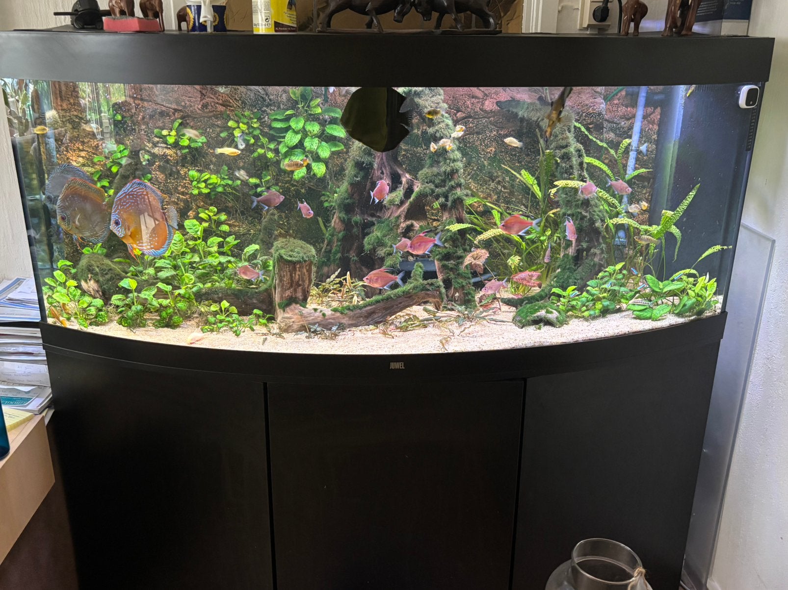 Ompleet juwel vision 450, Ophalen, Inclusief controller, Juwel, Gevuld zoetwateraquarium