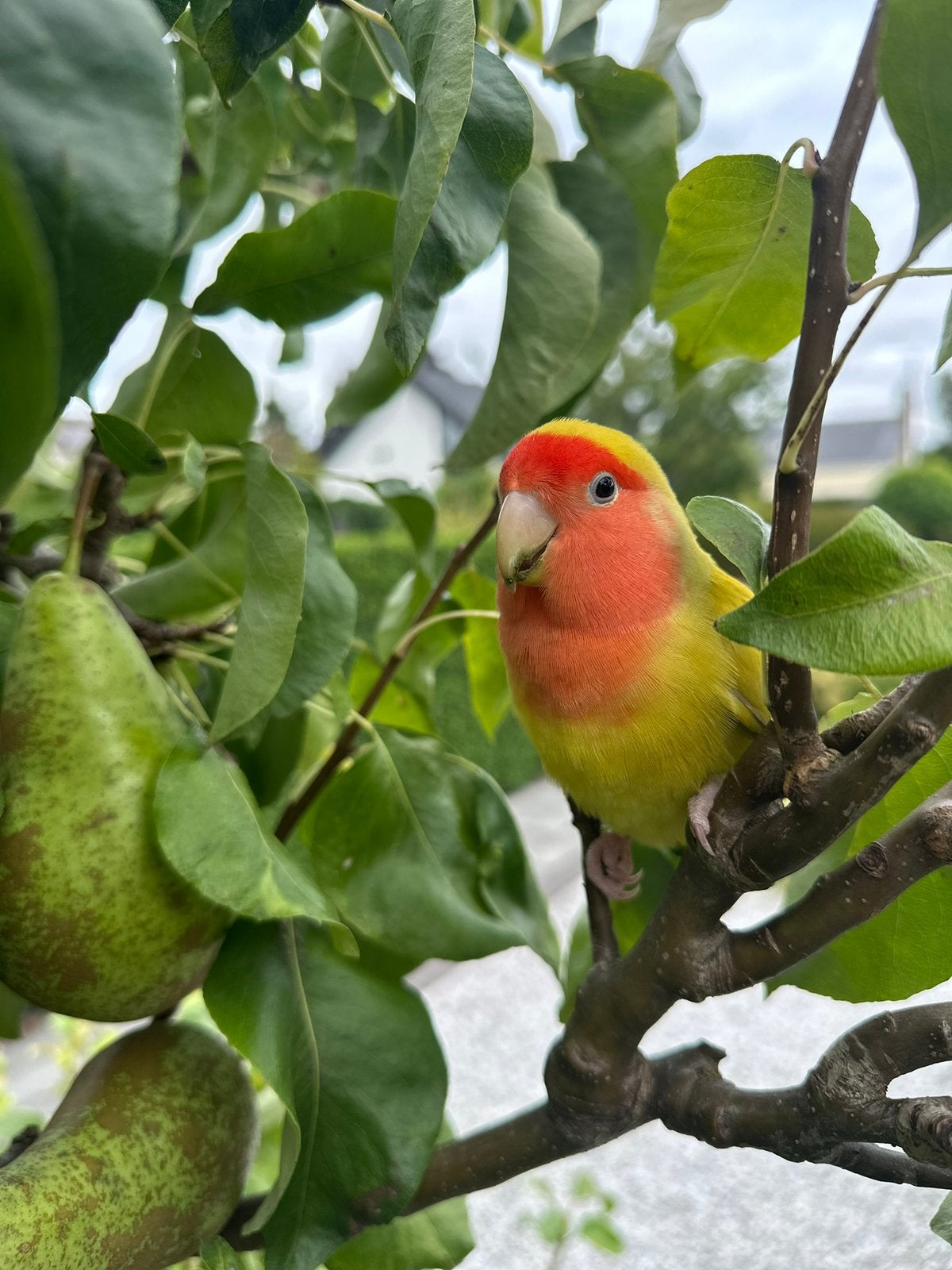 Hele tamme Agrapornis, Dieren en Toebehoren, Vogels | Overige Vogels, Mannelijk, Tam