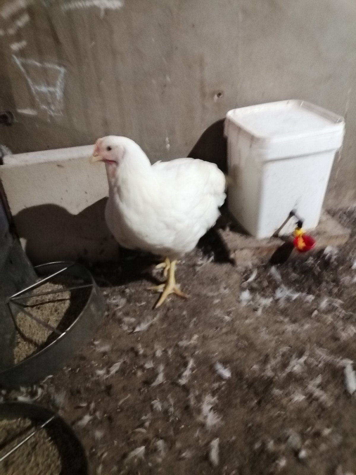 Vleeskippen, Dieren en Toebehoren, Pluimvee, Geslacht onbekend, Eend
