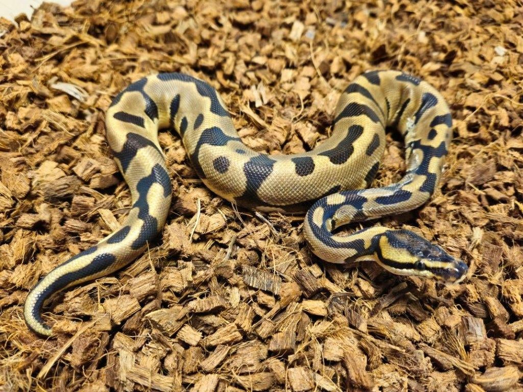 AANBIEDING KONINGSPYTHONS HOUTEN, Dieren en Toebehoren, Reptielen en Amfibieën, Slang, 0 tot 2 jaar