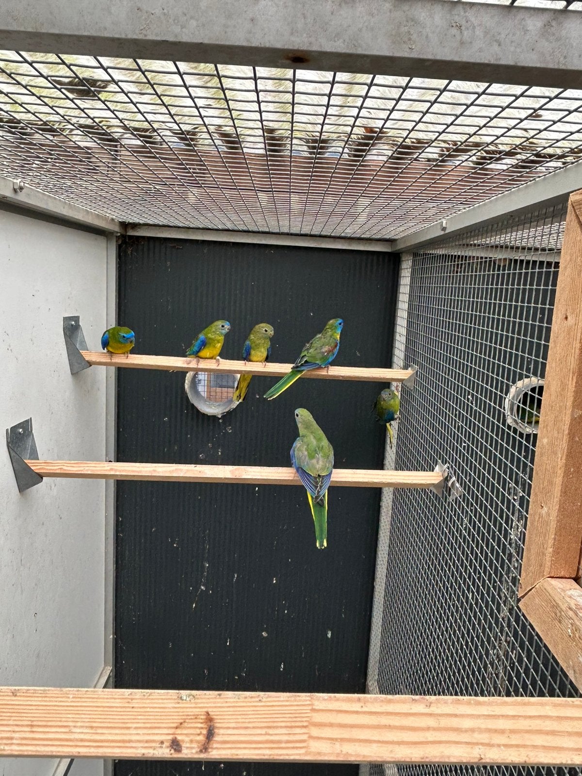 Turquoisine wildkleur, Meerdere dieren, Parkiet
