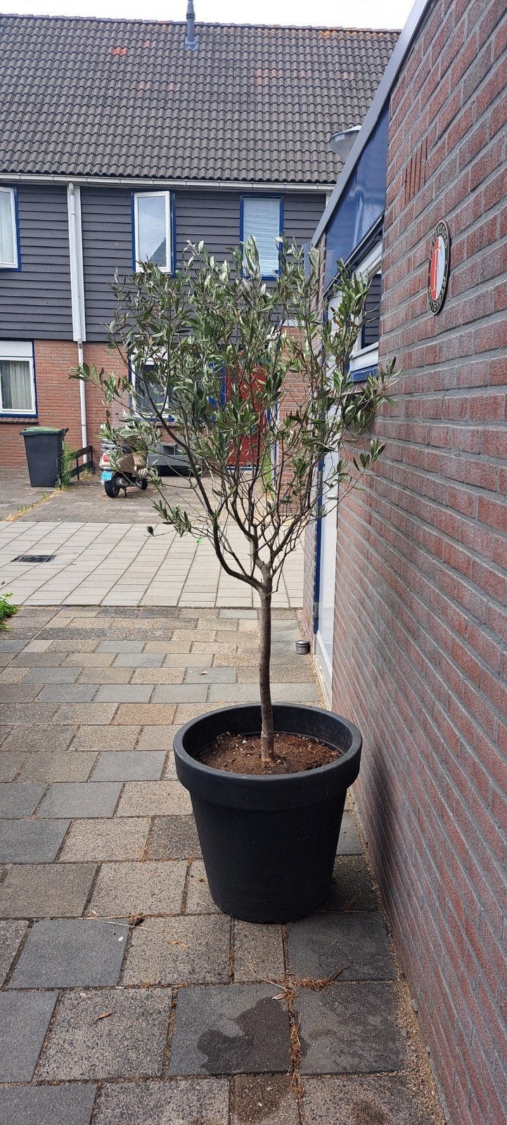 Olijfboom met pot 170 hoog OPHALEN, Bloeit niet, Ophalen of Verzenden, 100 tot 250 cm, Olijfboom