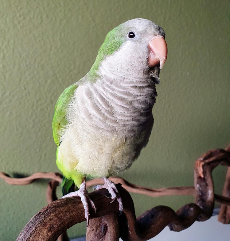 Gezocht Monniksparkiet, Dieren en Toebehoren, Vogels | Parkieten en Papegaaien, Meerdere dieren, Dwergpapegaai of Agapornis, Tam