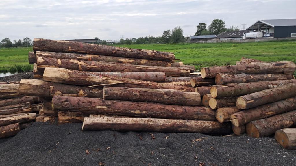 Restant houten heipalen, Ophalen, Overige houtsoorten, 50 mm of meer, Plank