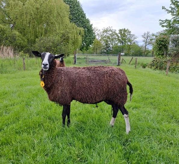 Zwartbles ooi, NZS, Dieren en Toebehoren, Vrouwelijk, Schaap, 3 tot 5 jaar