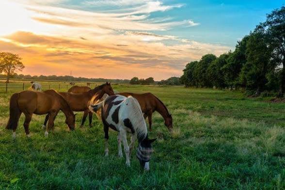 Weiland te huur gezocht omgeving Wolvega, Dieren en Toebehoren, Weidegang, 4 paarden of pony's of meer