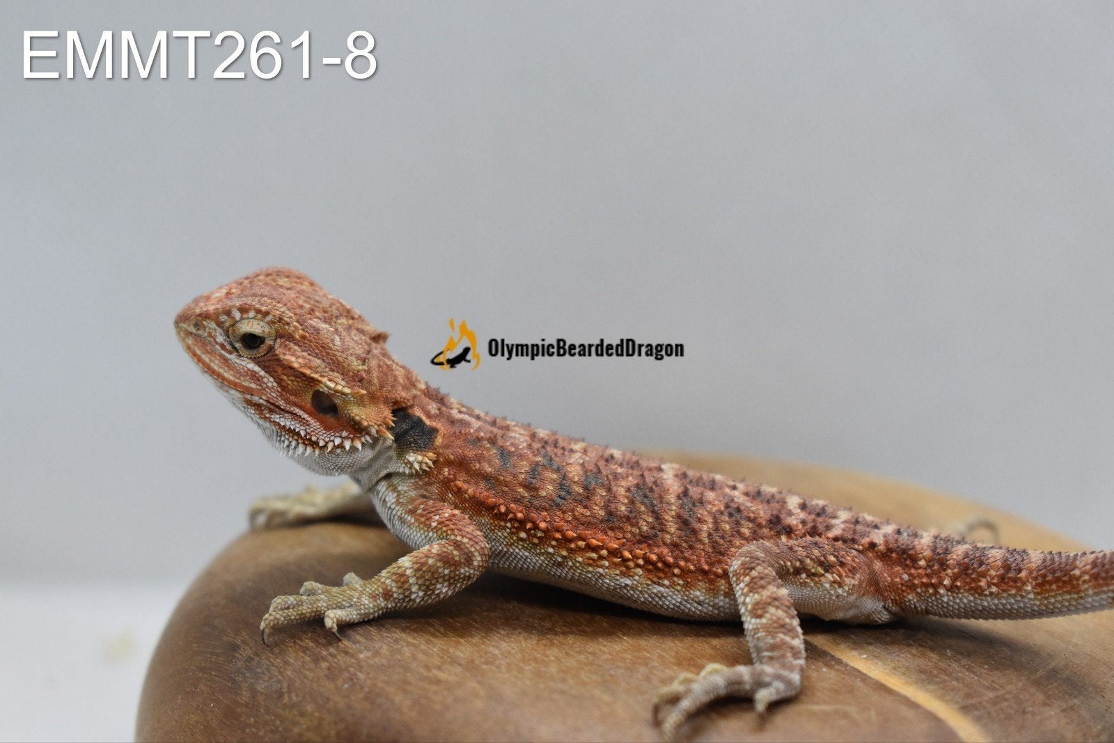 Baardagaam vrouw Red/Orange het hypo het trans, Dieren en Toebehoren, Reptielen en Amfibieën, Hagedis, 0 tot 2 jaar