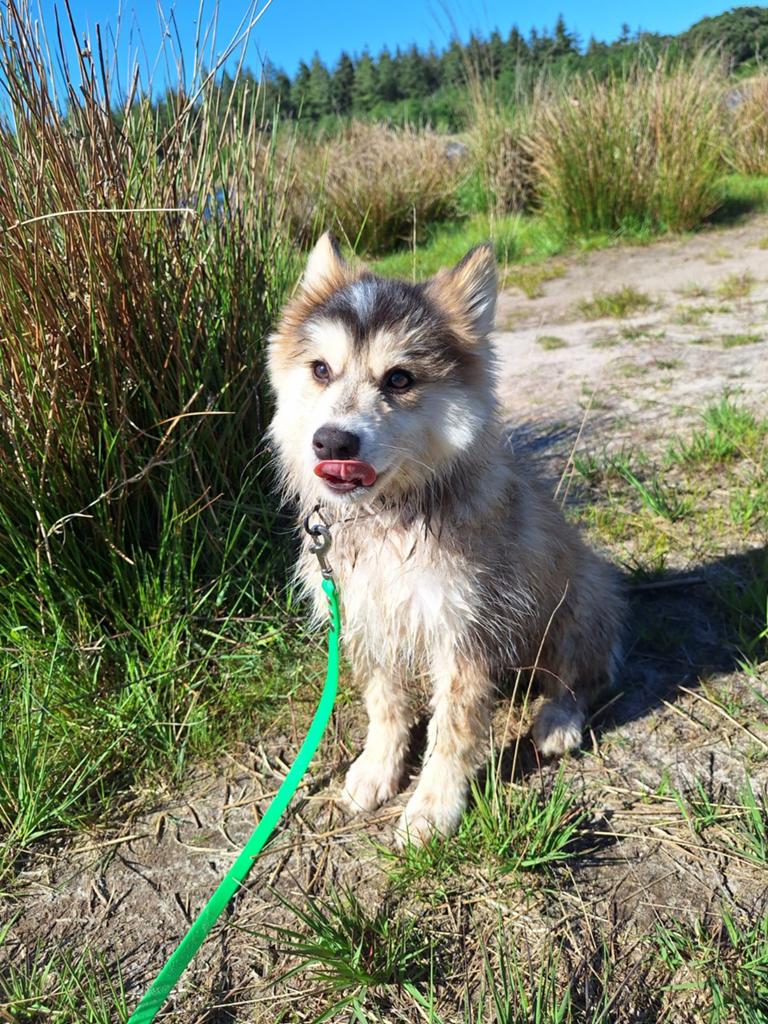 Pomsky reu  13 weken 3.3kg, Reu, 8 tot 15 weken, Meerdere, Klein