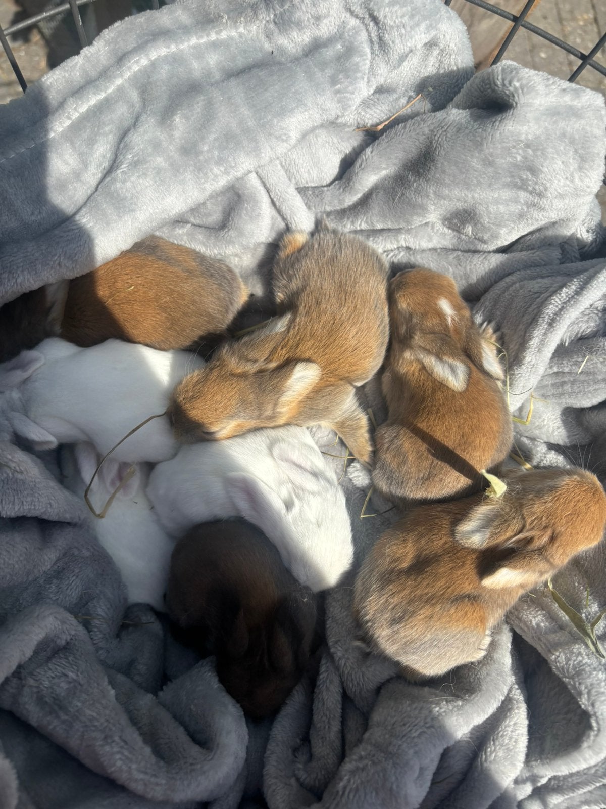 Minilop konijntjes, Meerdere dieren, Klein, 0 tot 2 jaar