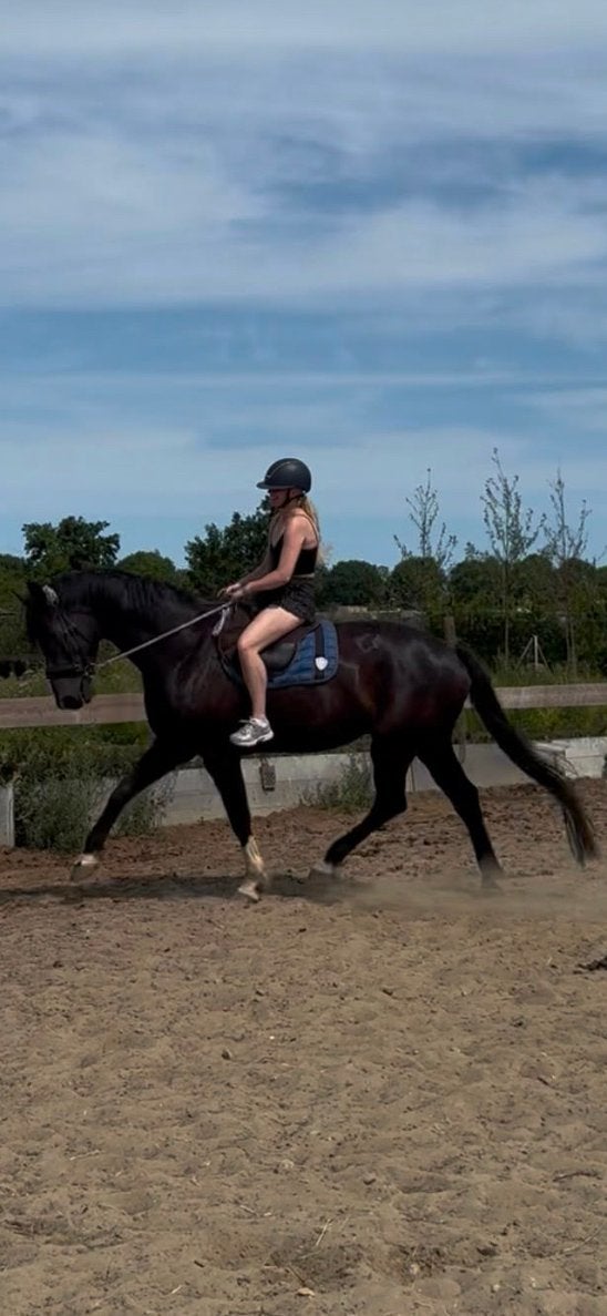 Sportpaard met prachtige bewegingen en uitstraling, Met stamboom, Ruin, M, Dressuurpaard