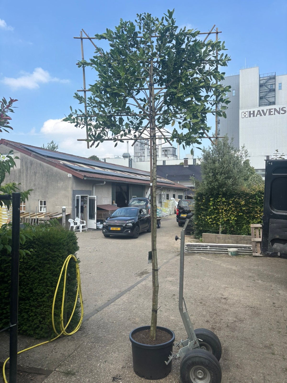 Mooie oude groenblijvende leivorm bomen tegen inkijk, Tuin en Terras, Planten | Bomen, Ophalen, Zomer, In pot, Volle zon