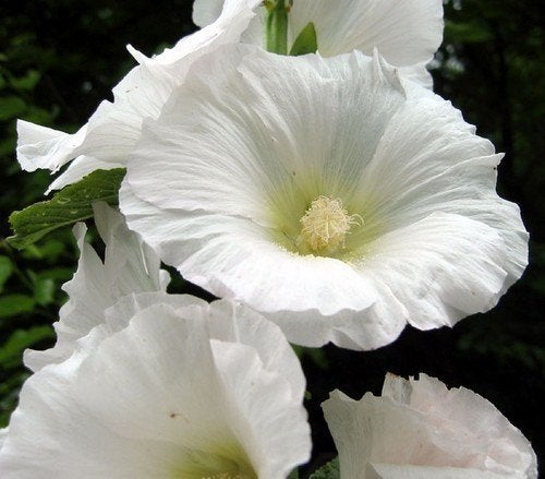 Zaden Alcea rosea Polar Star, Verzenden, Volle zon