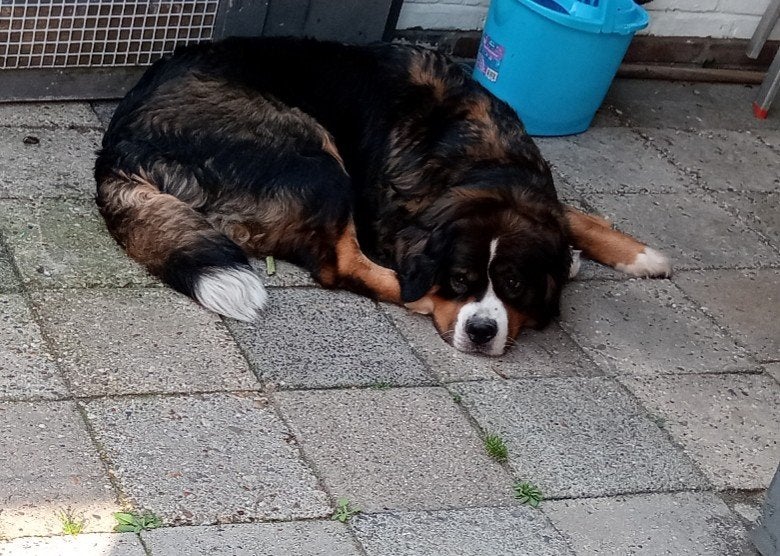 Dekreu gezocht voor onze teef, Dieren en Toebehoren, 6 jaar of ouder, CDV (hondenziekte), Teef, Eén hond