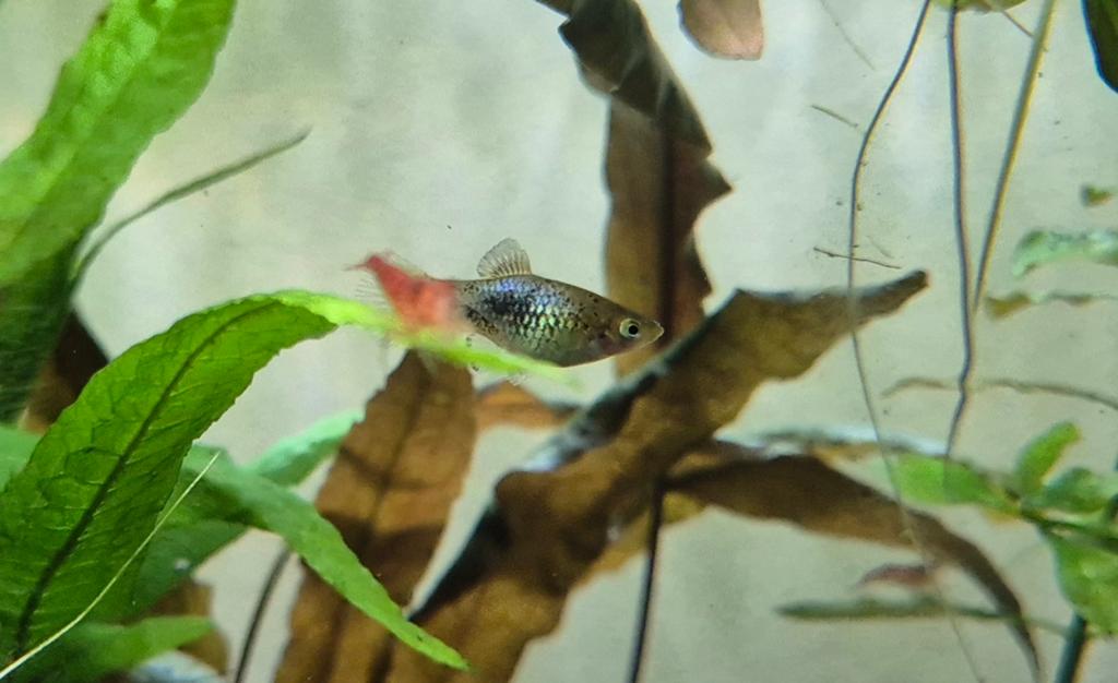 1x blauwe platy, Dieren en Toebehoren, Vis