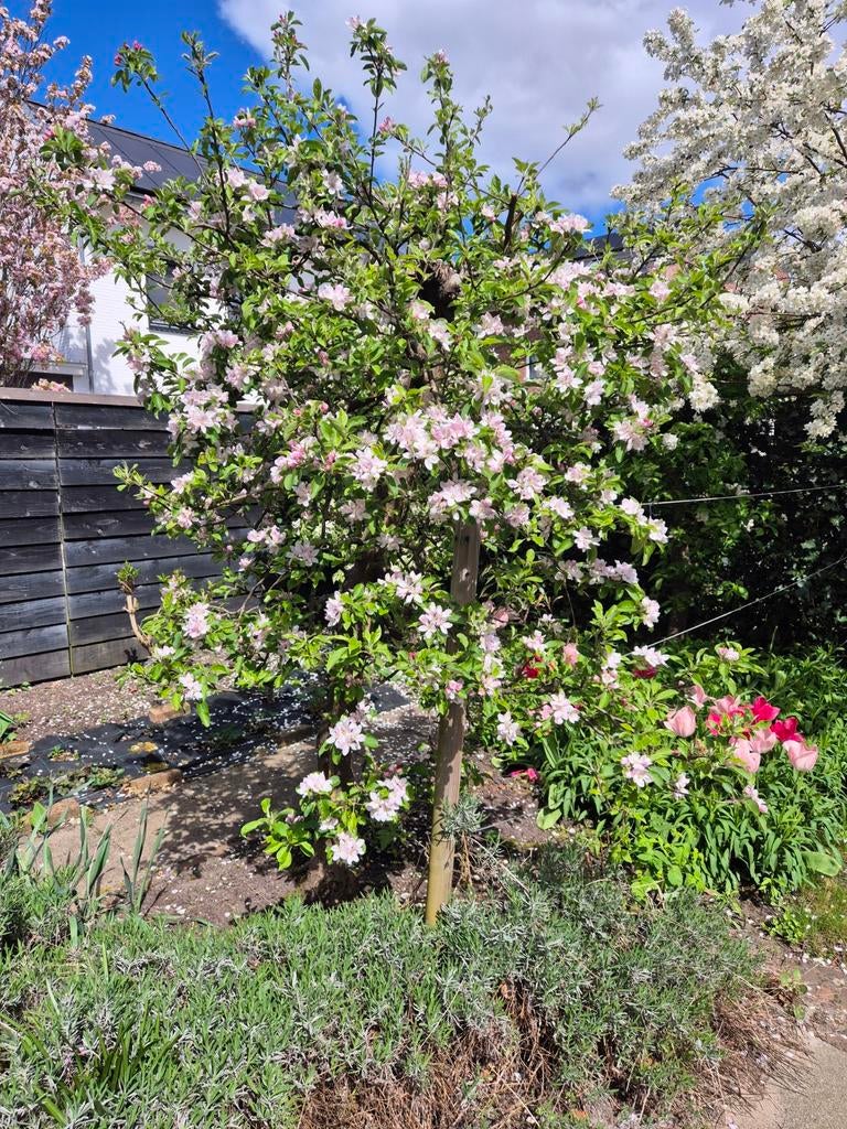 Bloeiende Fruitbomen: Appelboom en Perenboom, Ophalen, Lente, Volle zon, Appelboom