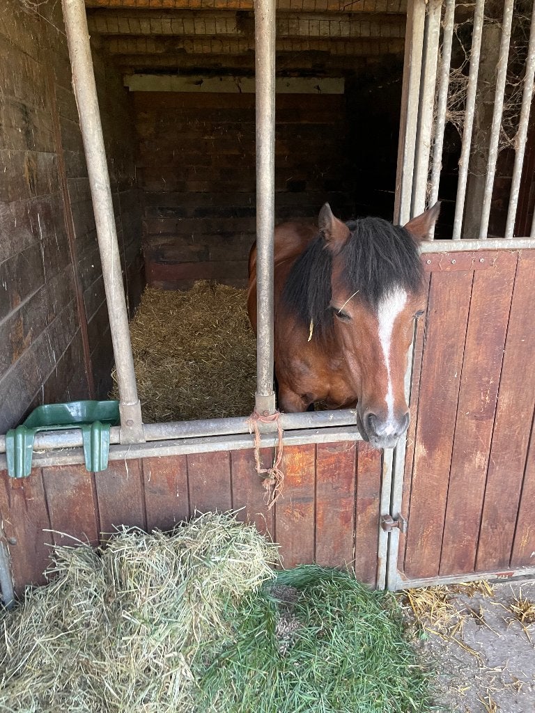 Pony, weidemaatje, gezelschapspony, Weidegang, 1 paard of pony