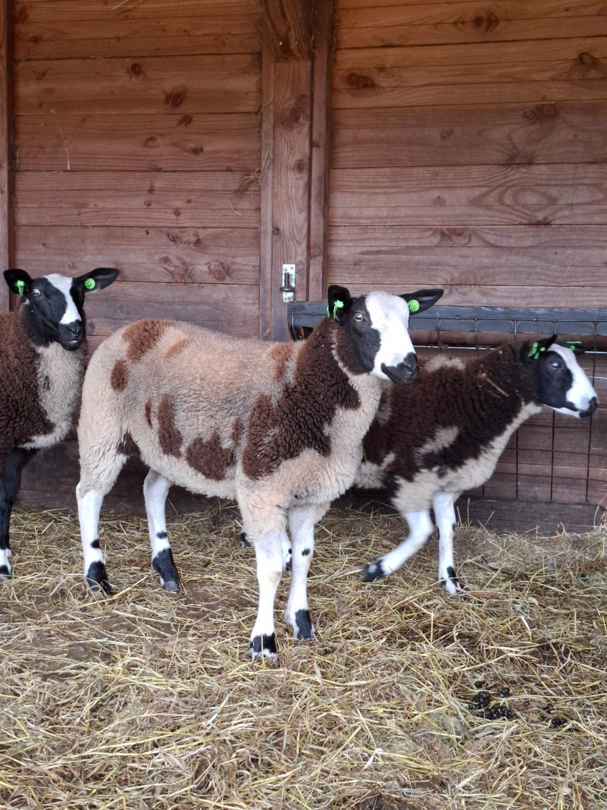 Bonte Rammen, Dieren en Toebehoren, Mannelijk, Schaap, 0 tot 2 jaar