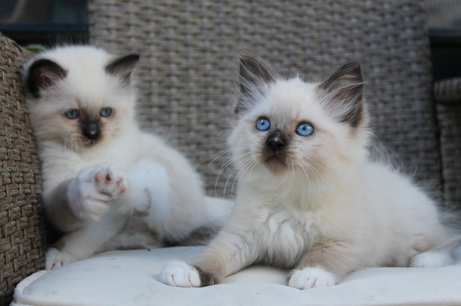 laatste ragdoll kater seal 9 weken, Dieren en Toebehoren, Katten en Kittens | Raskatten | Langhaar, Meerdere dieren, Ontwormd