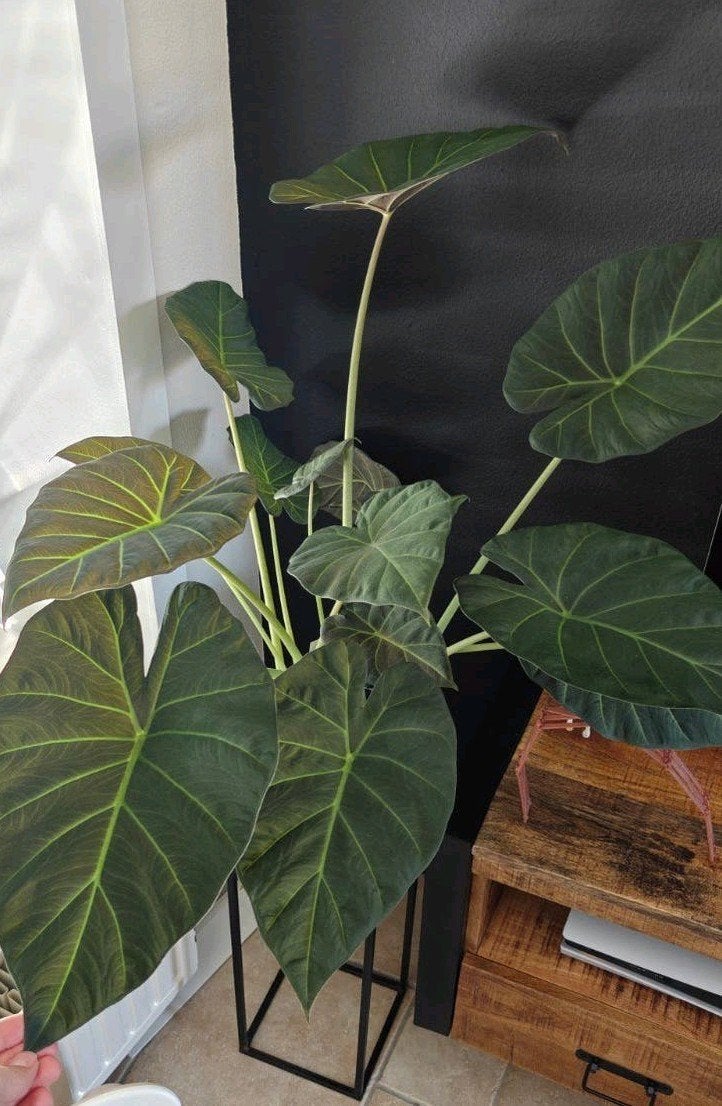 Alocasia Regal Shield knollen, Ophalen of Verzenden, Halfschaduw, Minder dan 100 cm