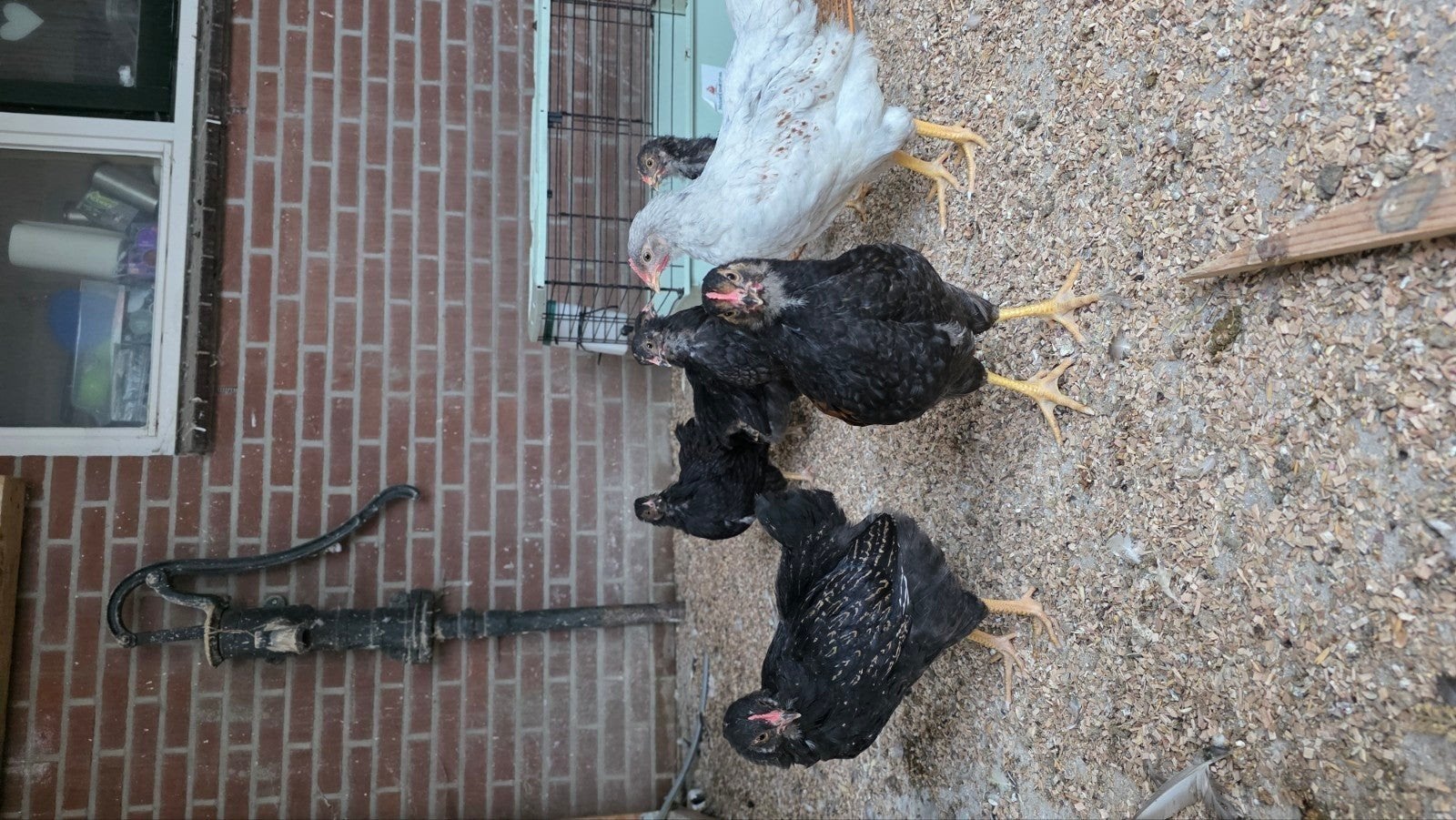 kipjes 9 weken Barnevelder dubbel gezoomd, Geslacht onbekend, Kip