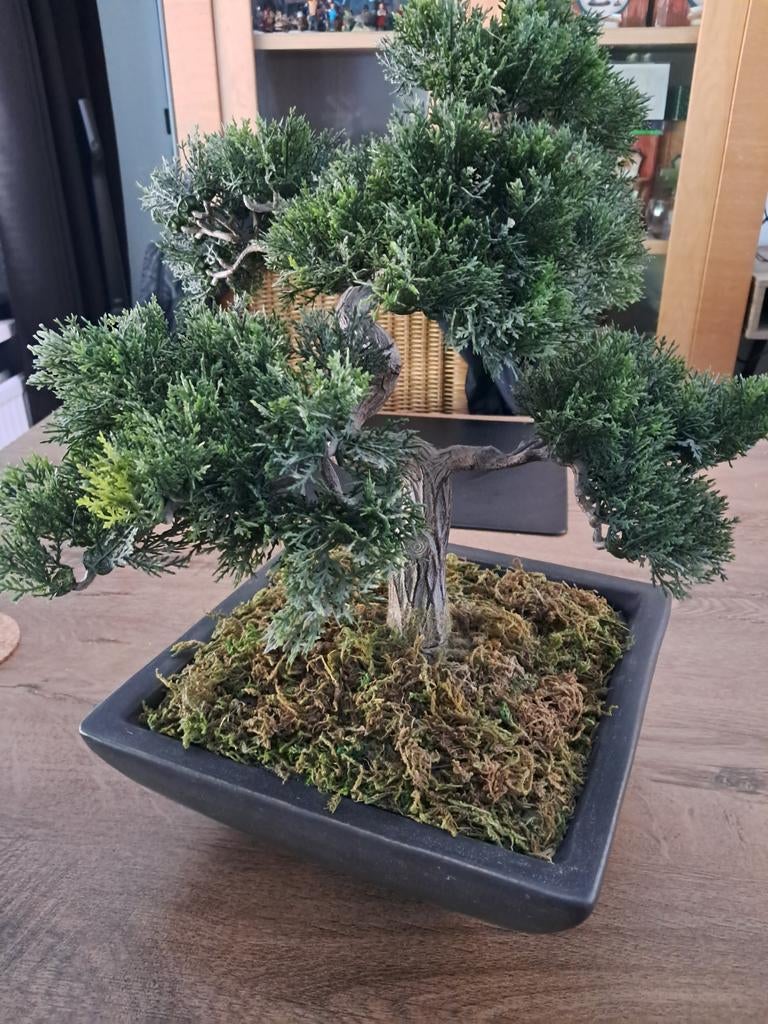 Kunst Bonsai boom 40 cm hoog, Tuin en Terras, Ophalen, Bloeit niet, Halfschaduw, Overige soorten